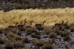 Foto Chile
